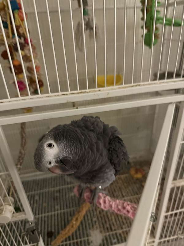 timneh-african-grey-parrot-for-sale-in-schwenksville-pa