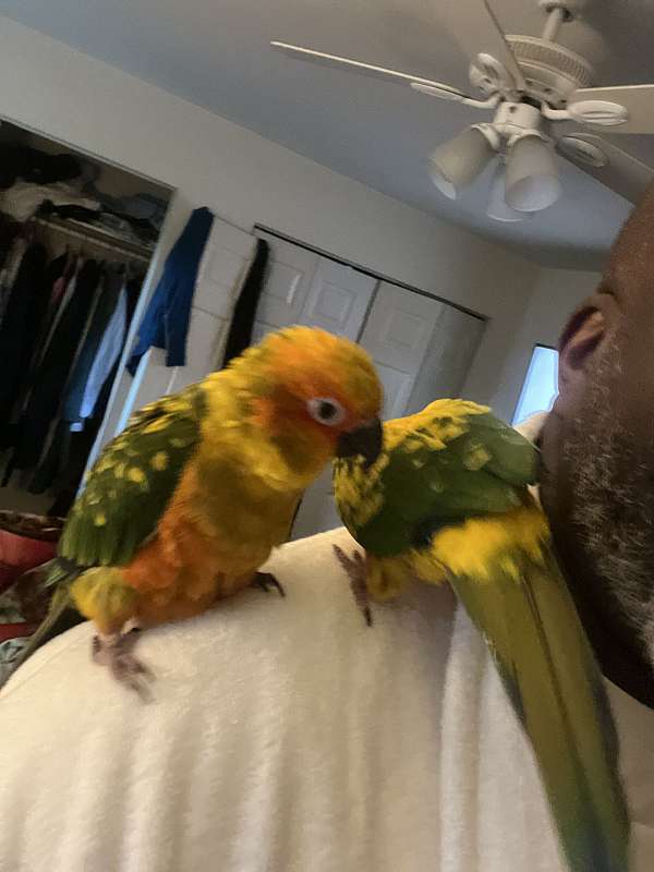 conure-sun-conure-for-sale-in-schwenksville-pa