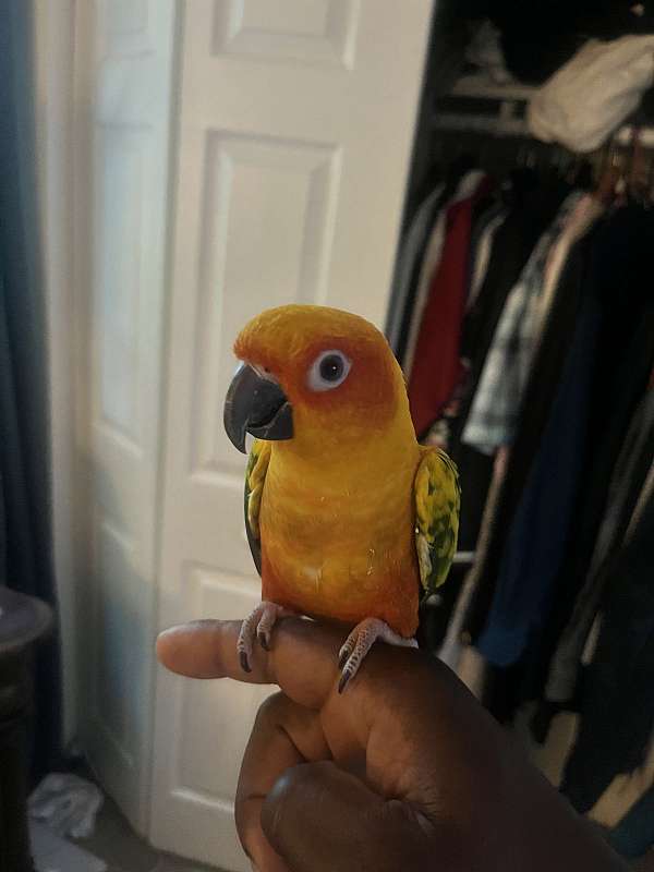 conure-for-sale-in-schwenksville-pa