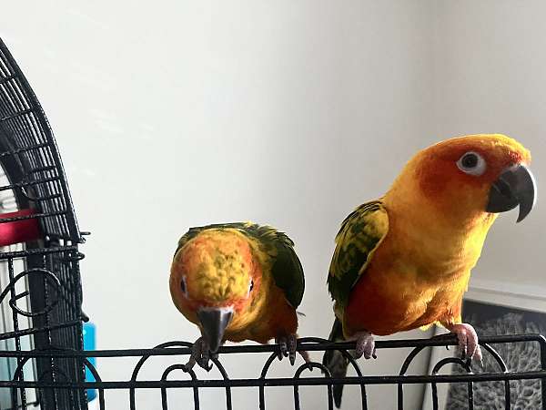 sun-conure-for-sale