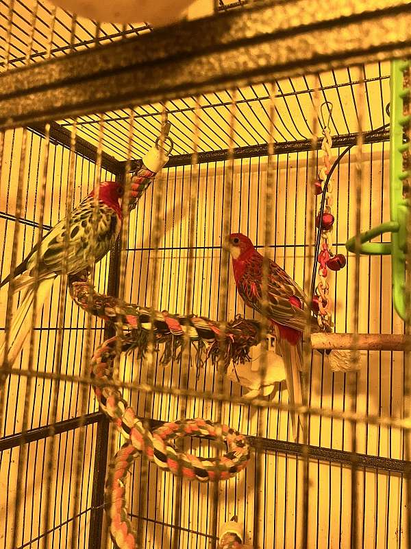 rosella-parakeet-for-sale-in-schwenksville-pa