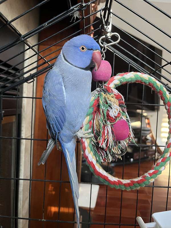 ringneck-parakeet-for-sale