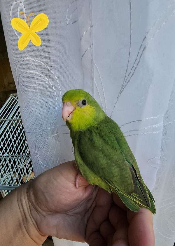 pacific-parrotlet-for-sale