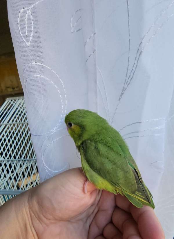 pacific-parrotlet-for-sale