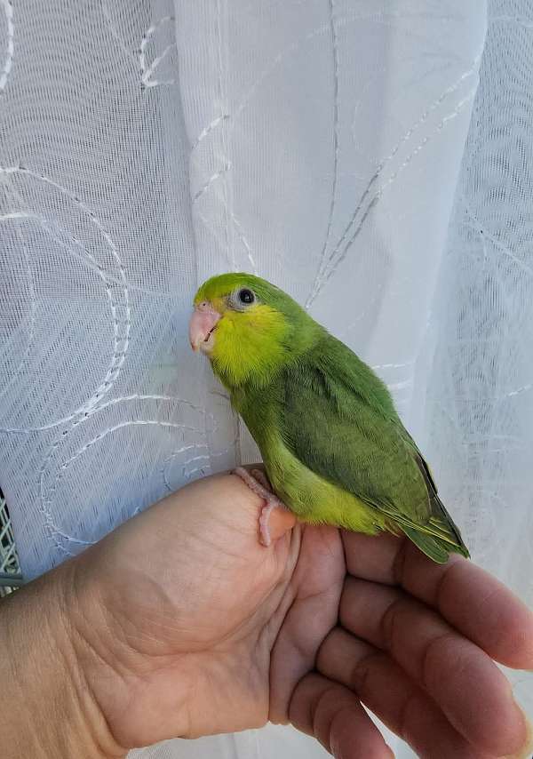 pacific-parrotlet-for-sale