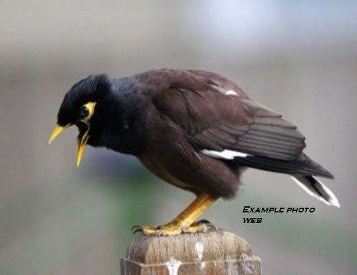 mynah-for-sale