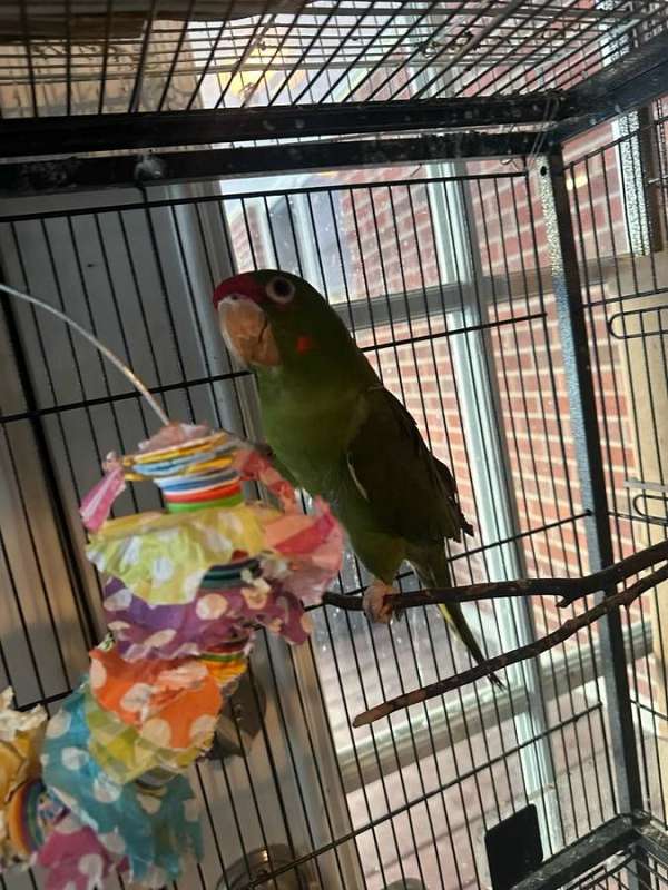 mitred-conure-for-sale-in-bellbrook-oh