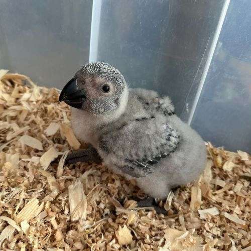 congo-african-grey-parrot-for-sale