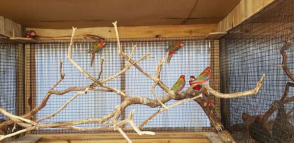 rosella-parakeet-for-sale-in-coal-township-pa