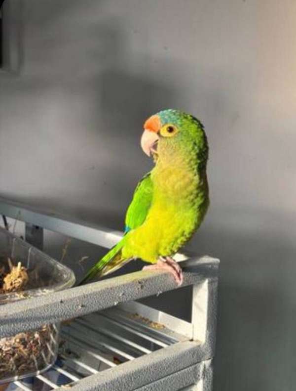 half-moon-conure-for-sale-in-bellbrook-oh