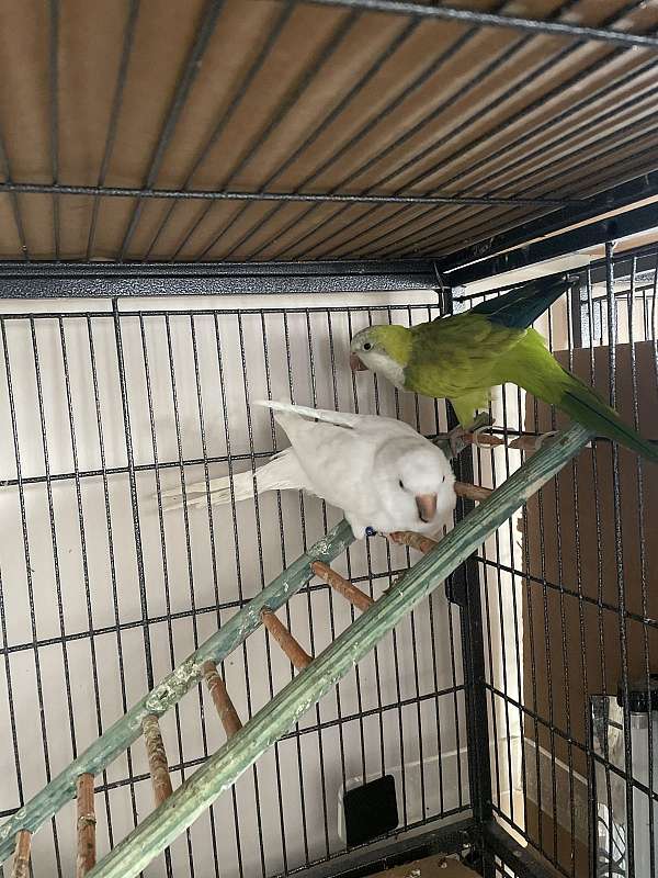 quaker-parrots-for-sale-in-bellbrook-oh