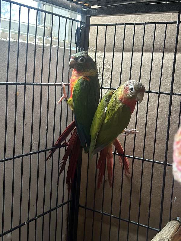 green-cheek-conure-for-sale-in-bellbrook-oh