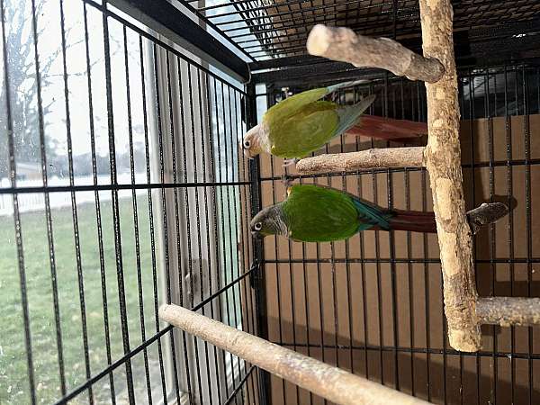 bonded-pair-bird-for-sale-in-bellbrook-oh