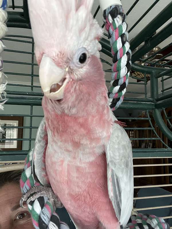 rose-breasted-cockatoo-for-sale