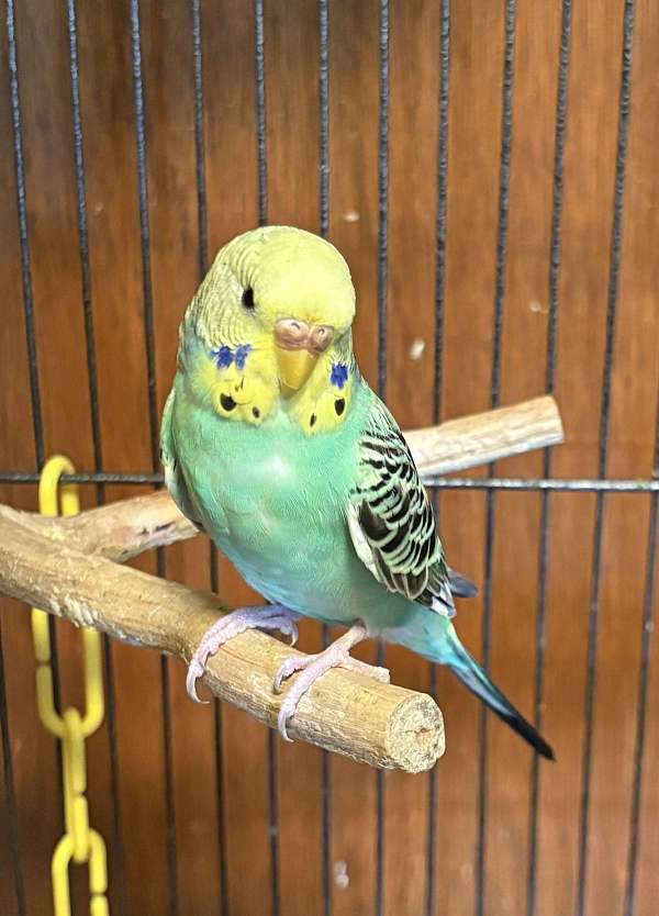 playful-bird-for-sale-in-new-cumberland-wv