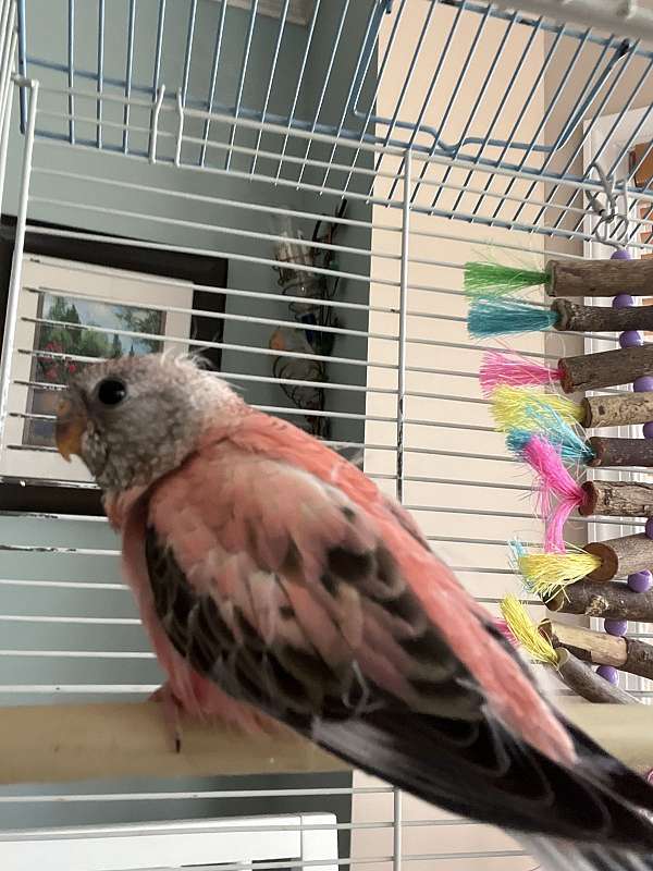 bourke-parakeet-for-sale-in-poquoson-va