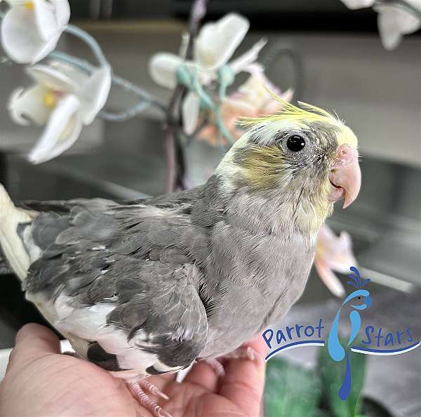 cockatiel-for-sale