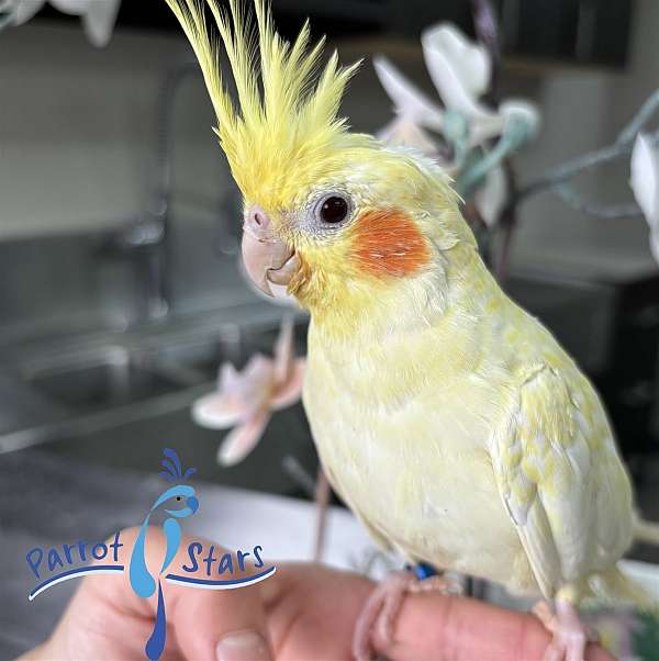 cockatiel-for-sale