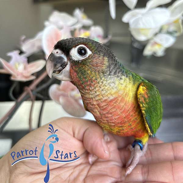 green-cheek-conure-for-sale