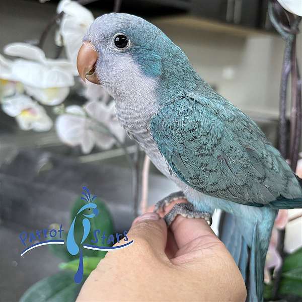 quaker-parrots-for-sale