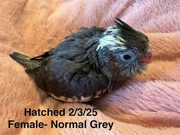 female-bird-for-sale-in-morgantown-wv