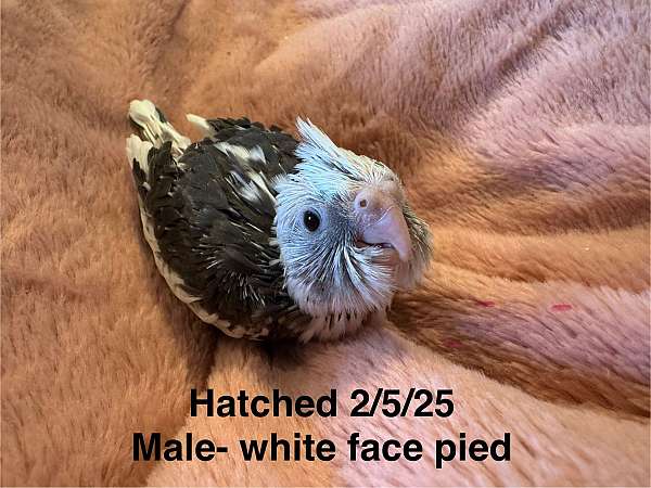 cockatiel-for-sale