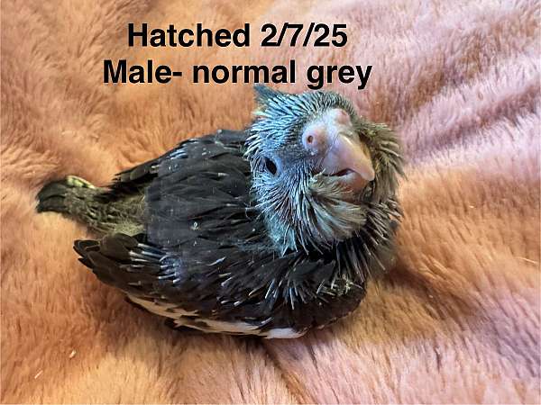 cockatiel-for-sale-in-morgantown-wv