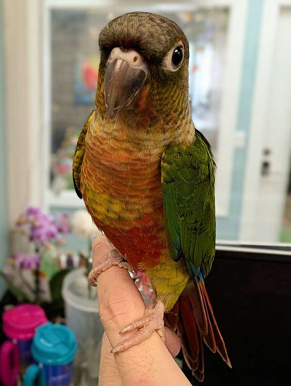 green-cheek-conure-for-sale