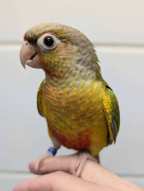 green-cheek-conure-for-sale