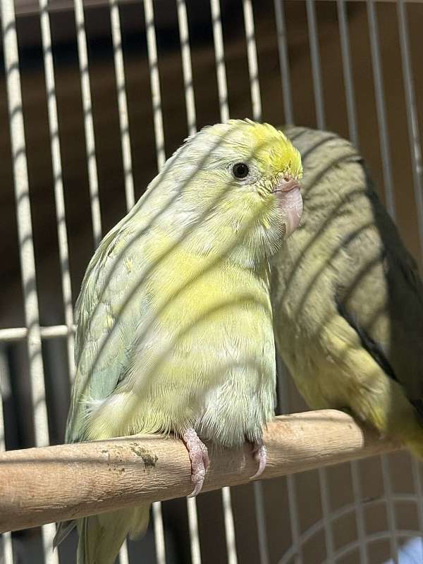 parrotlet-for-sale