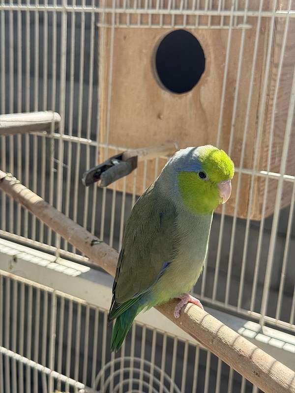 parrotlet-for-sale