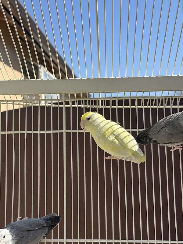 parrotlet-for-sale