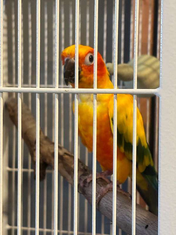 sun-conure-for-sale