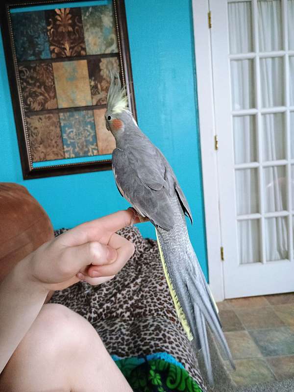 grey-cockatiel-for-sale