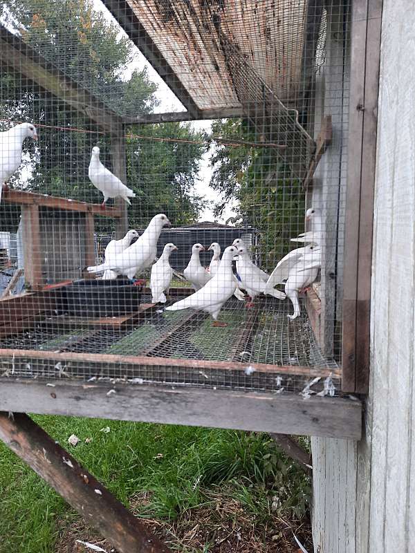 pigeon-for-sale-in-sodus-mi