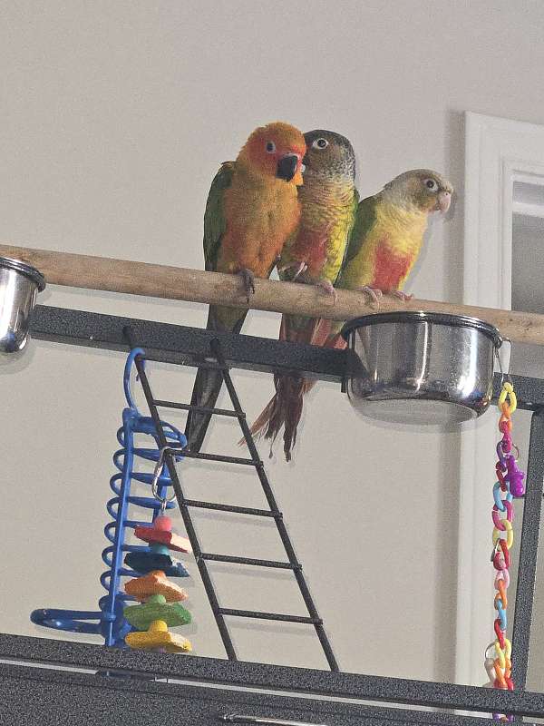 conure-for-sale