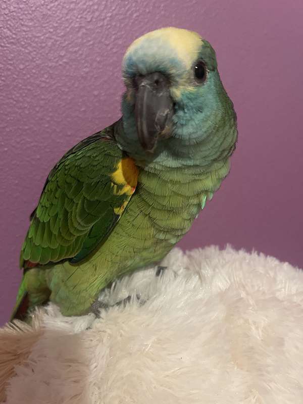 blue-front-amazon-parrot-for-sale