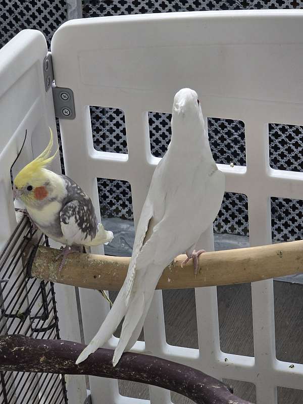 cockatiel-for-sale-in-amber-pa