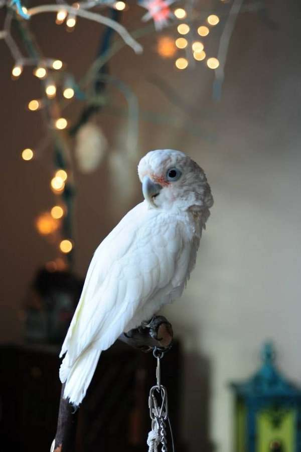 goffin-cockatoo-for-sale-in-san-diego-ca