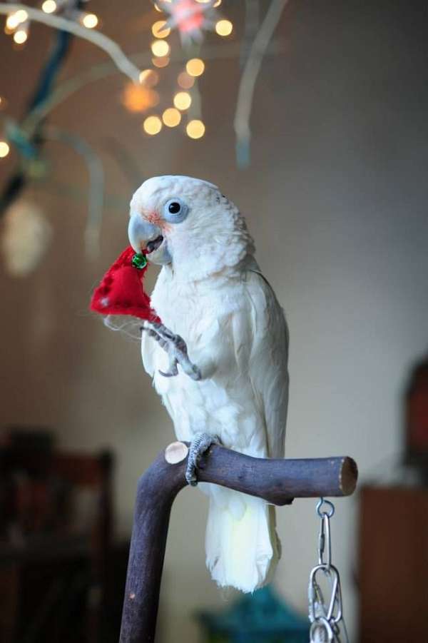 goffin-cockatoo-for-sale