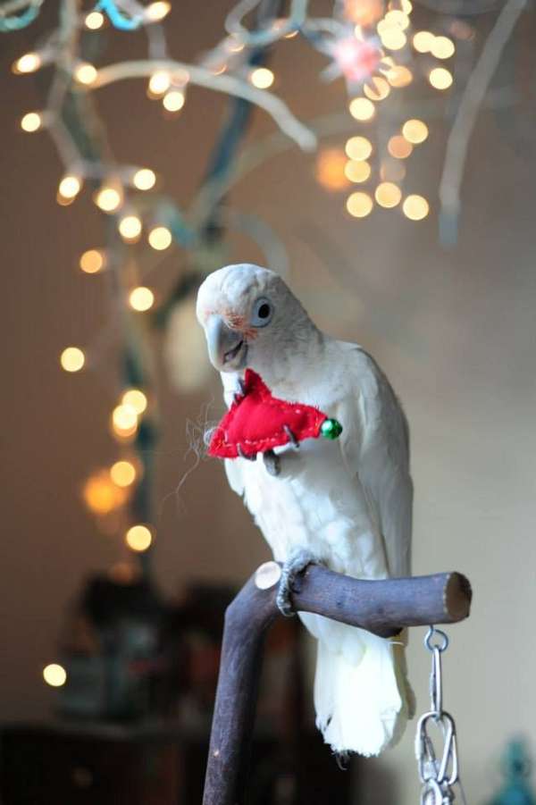 peach-goffin-cockatoo-for-sale