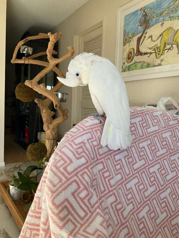 white-goffin-cockatoo-for-sale