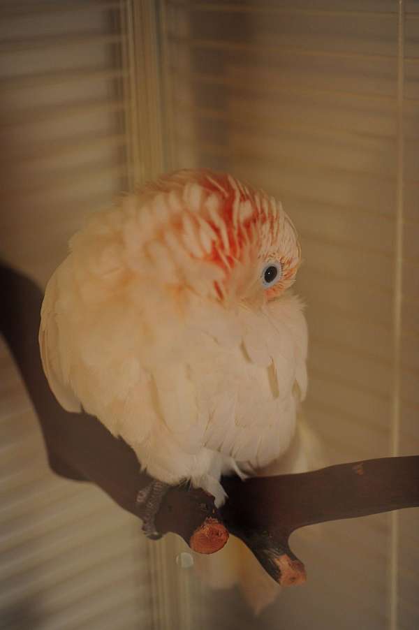 yellow-goffin-cockatoo-for-sale