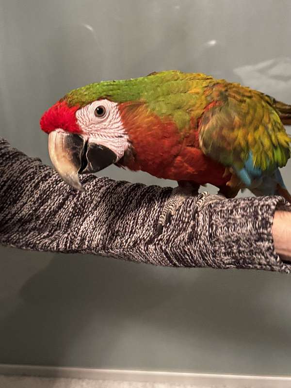 hybrid-macaw-for-sale