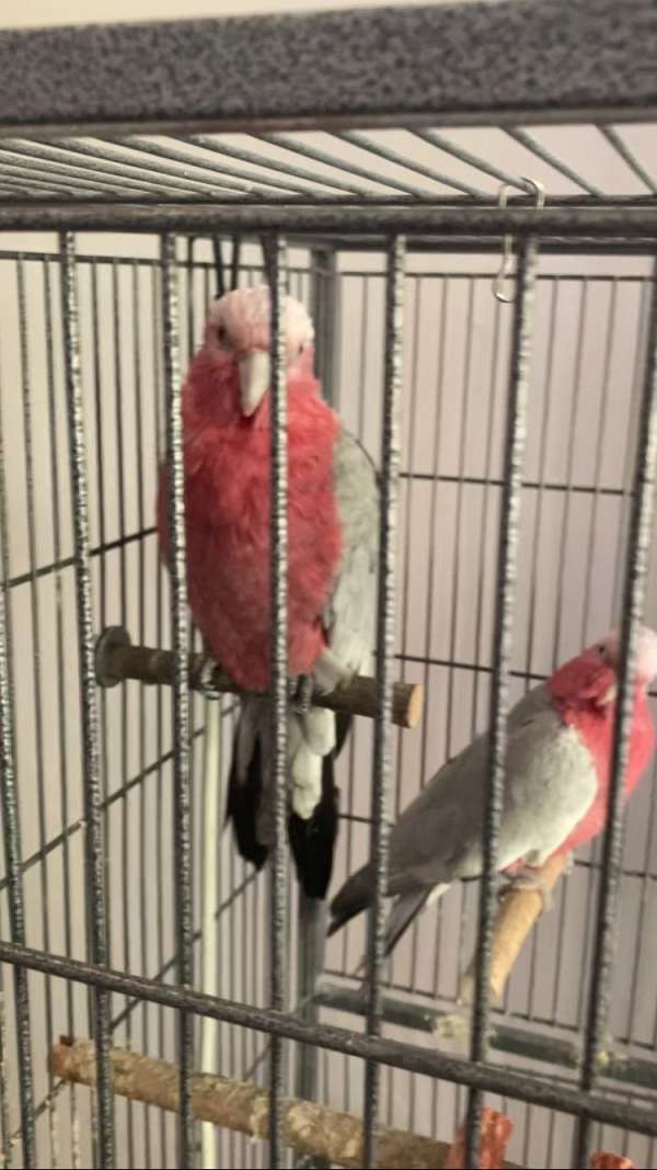 pink-bird-for-sale-in-bronx-ny