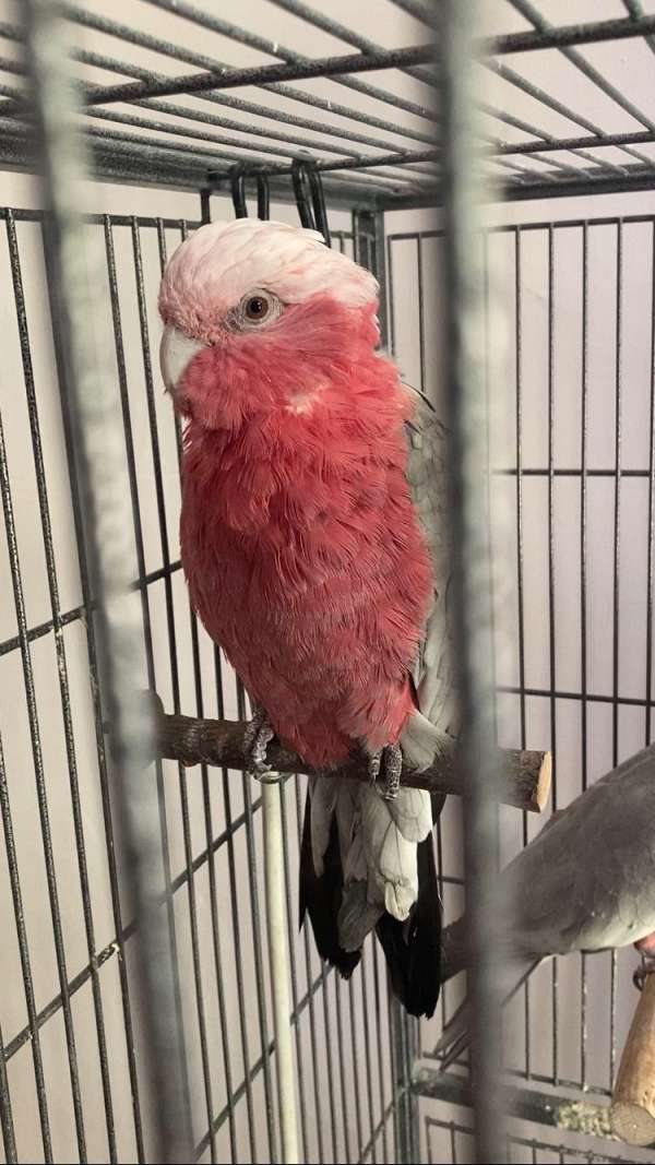 pink-companion-quiet-bird-for-sale