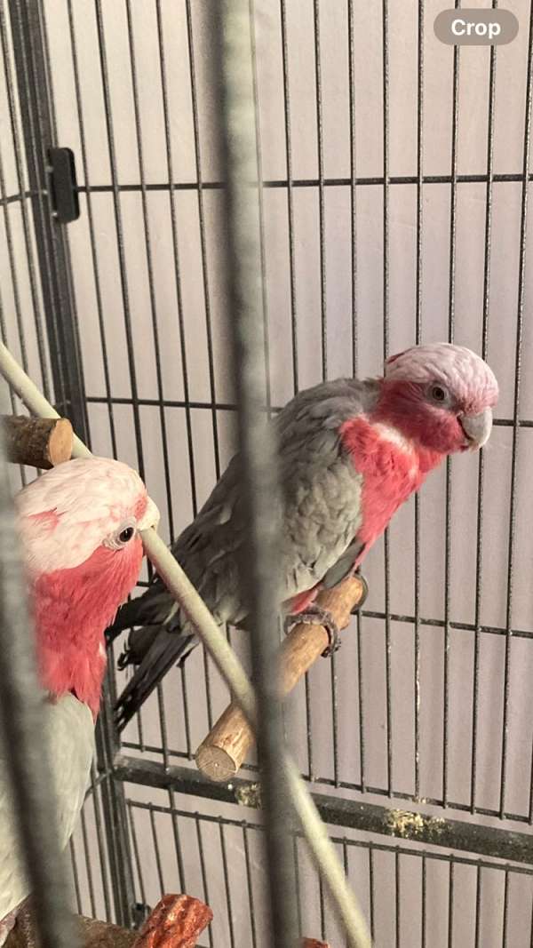 rose-breasted-cockatoo-for-sale-in-bronx-ny