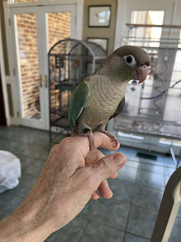 blue-grey-bird-for-sale-in-fuquay-varina-nc