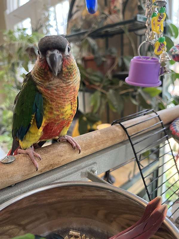 green-cheek-conure-for-sale