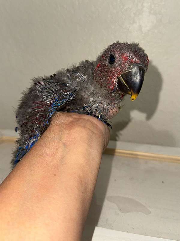 red-sided-eclectus-parrots-for-sale-in-cutler-bay-fl